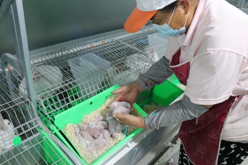 工人精心照料肉兔幼崽。定陶區(qū)委宣傳部供圖