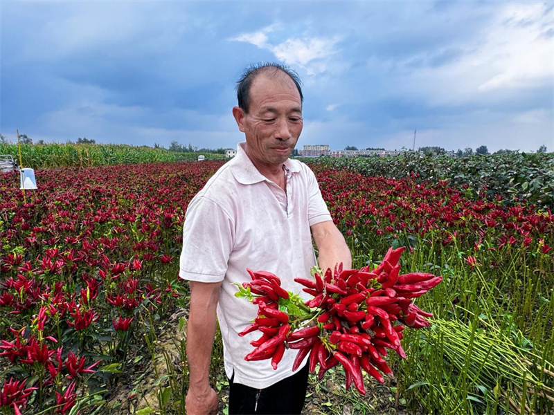 巨野縣陶廟鎮(zhèn)陶樓村村民陶永德正展示豐收的小辣椒。巨野縣委宣傳部供圖