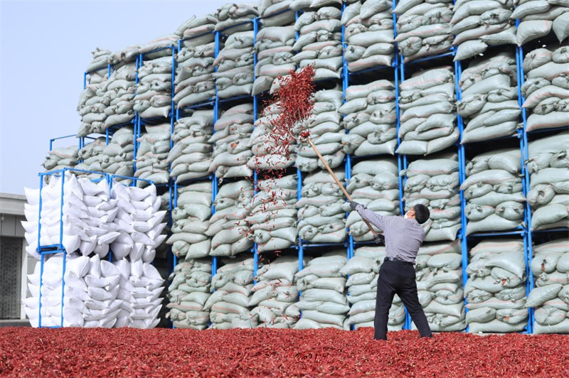 魯裕冷鏈物流產(chǎn)業(yè)發(fā)展有限公司工人正在晾曬辣椒。巨野縣委宣傳部供圖