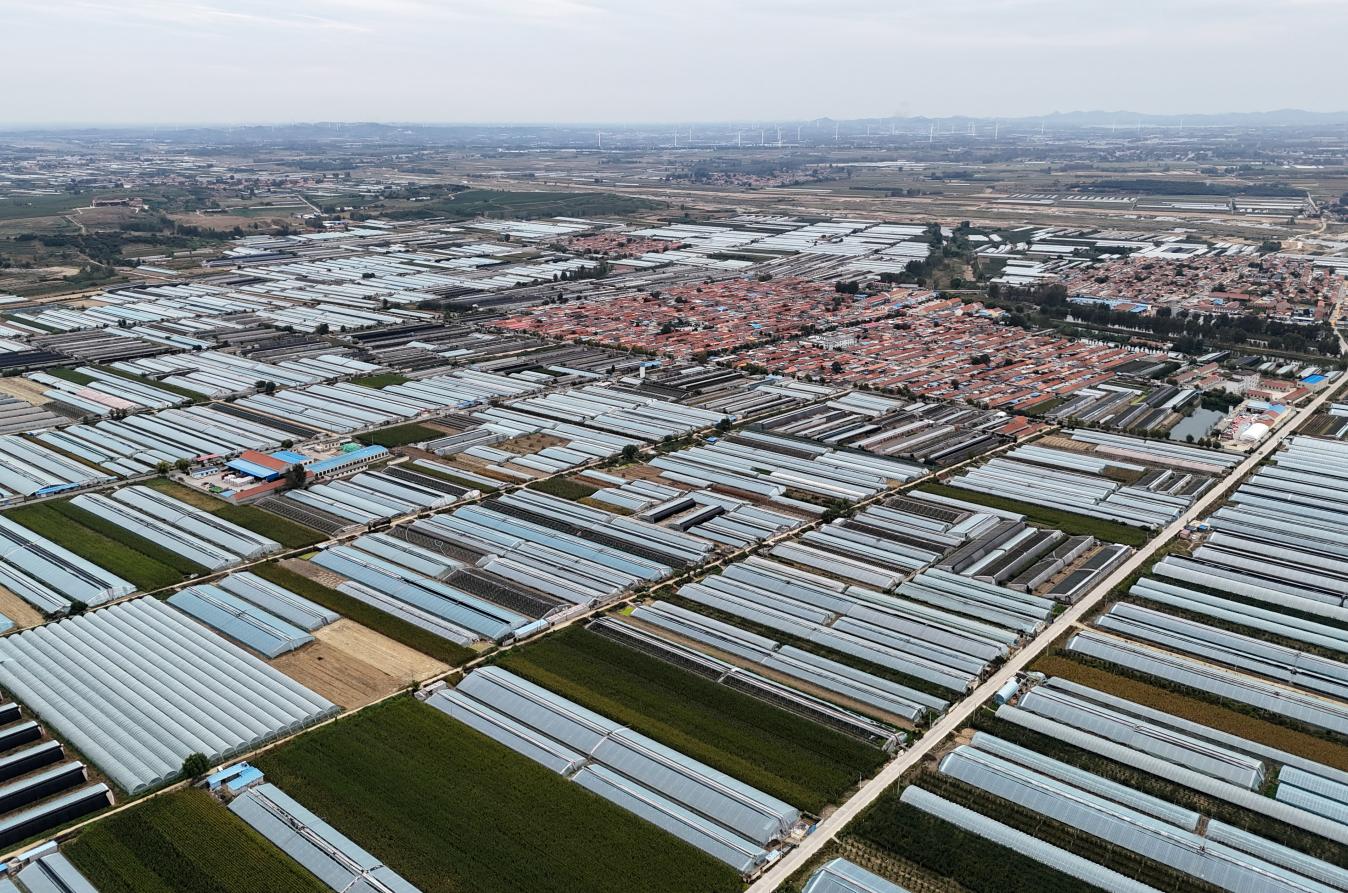 萊西市院上鎮(zhèn)的葡萄栽種基地 張進(jìn)剛攝