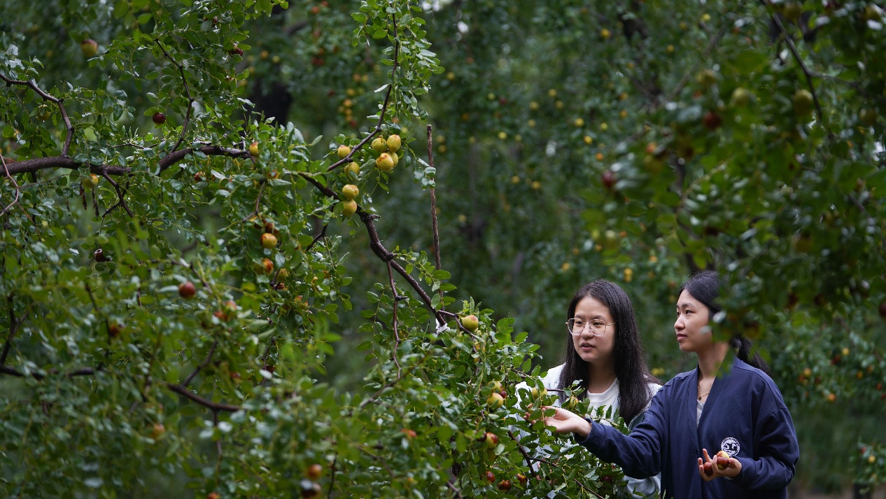 9月19日，山東省鄒平市碼頭鎮(zhèn)邵家村百年棗園，游客在采摘圓鈴棗。