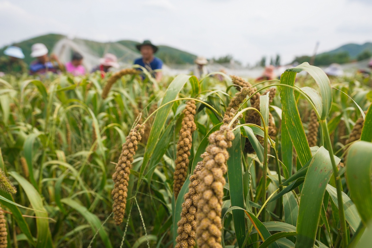 9月18日，山東省鄒平市西董街道朱家村谷子種植基地，農(nóng)民在采收谷子。