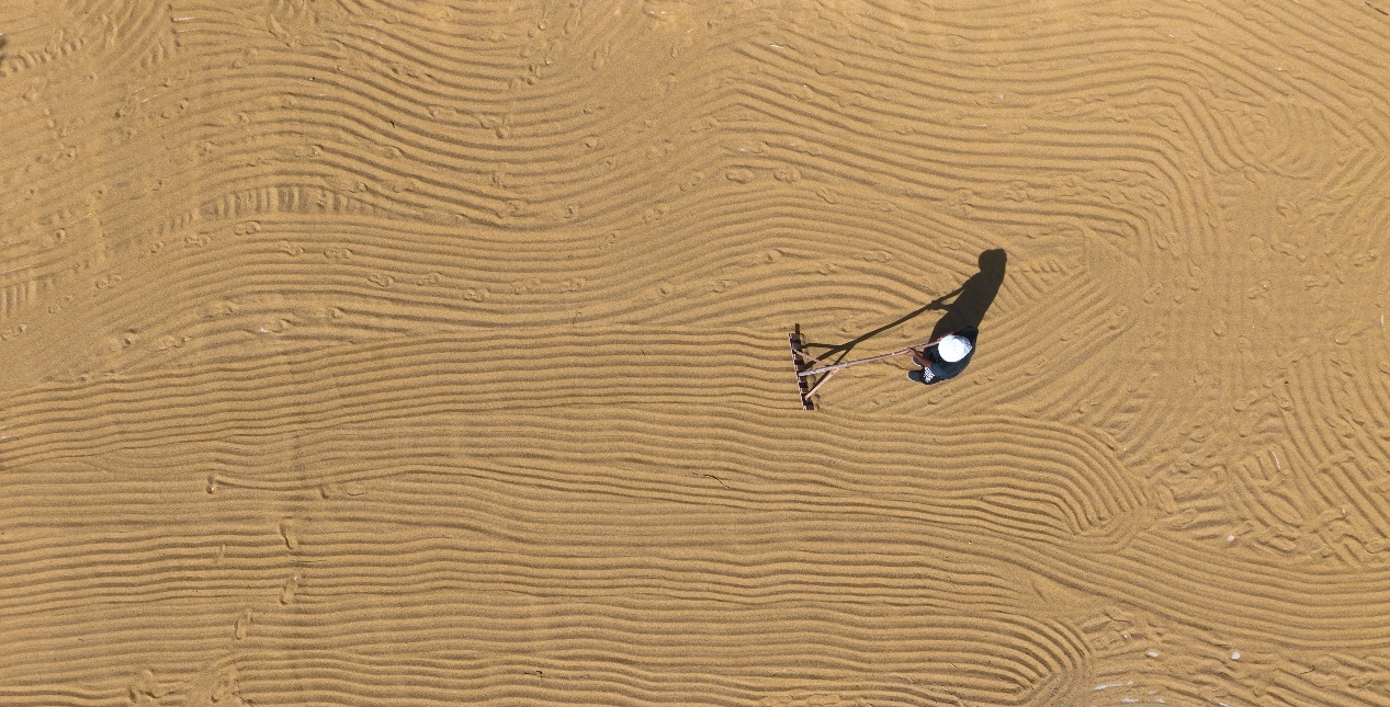 9月10日，山東省鄒平市西董街道大楊村農(nóng)民在晾曬谷子。