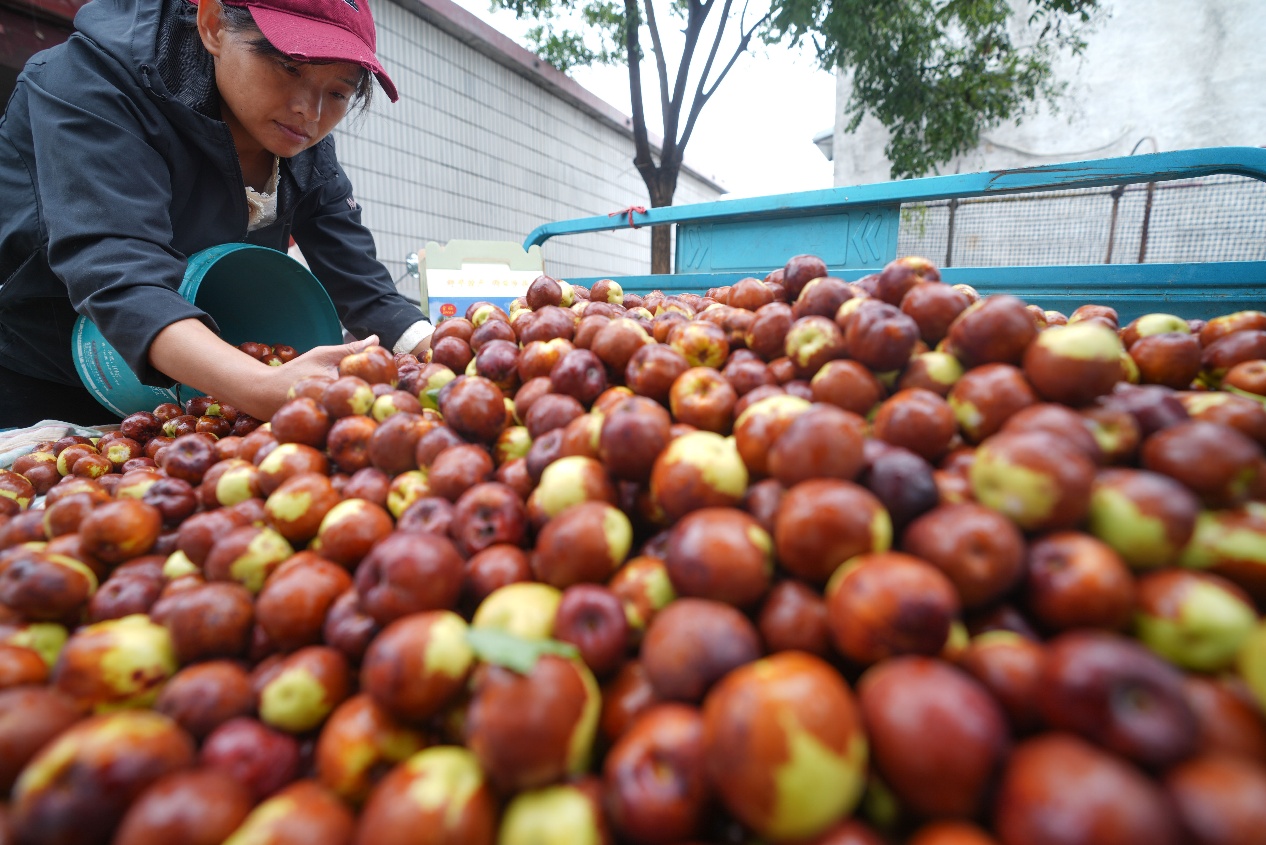 9月19日，山東省鄒平市碼頭鎮(zhèn)邵家村百年棗園，棗農(nóng)整理采摘的圓鈴棗。