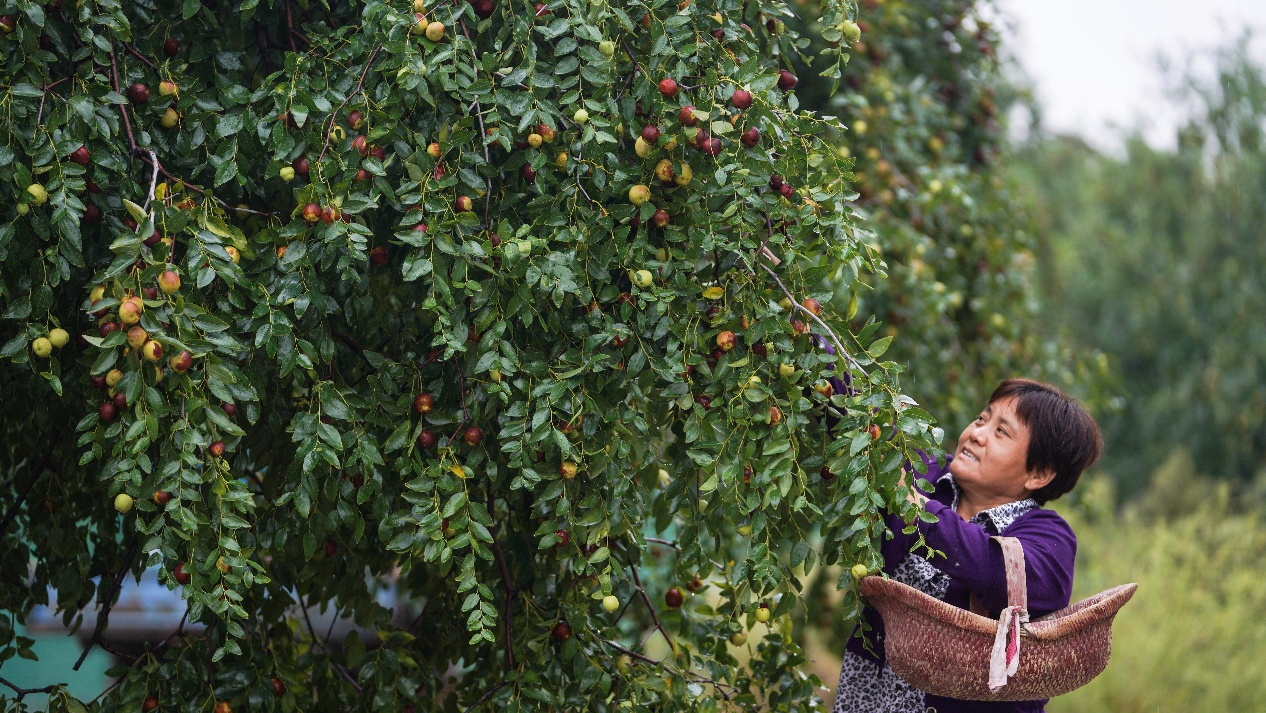 9月19日，山東省鄒平市碼頭鎮(zhèn)邵家村百年棗園，棗農(nóng)在采摘圓鈴棗。