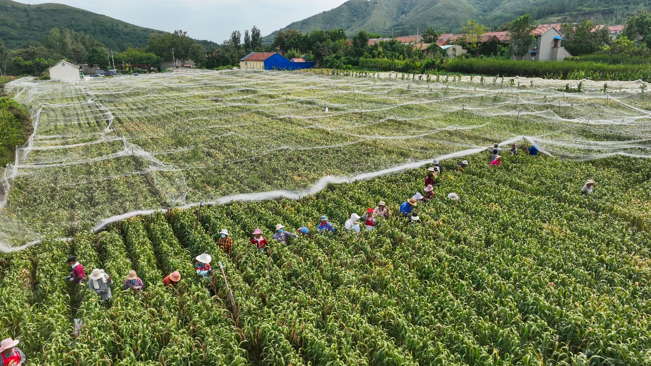 9月18日，山東省鄒平市西董街道朱家村谷子種植基地，勞作的農(nóng)民和遠處的村莊、山地構(gòu)成秋天的圖畫。