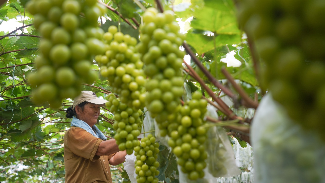 9月4日，山東省鄒平市九戶鎮(zhèn)成家村云明家庭農(nóng)場，果農(nóng)在采摘陽光玫瑰。