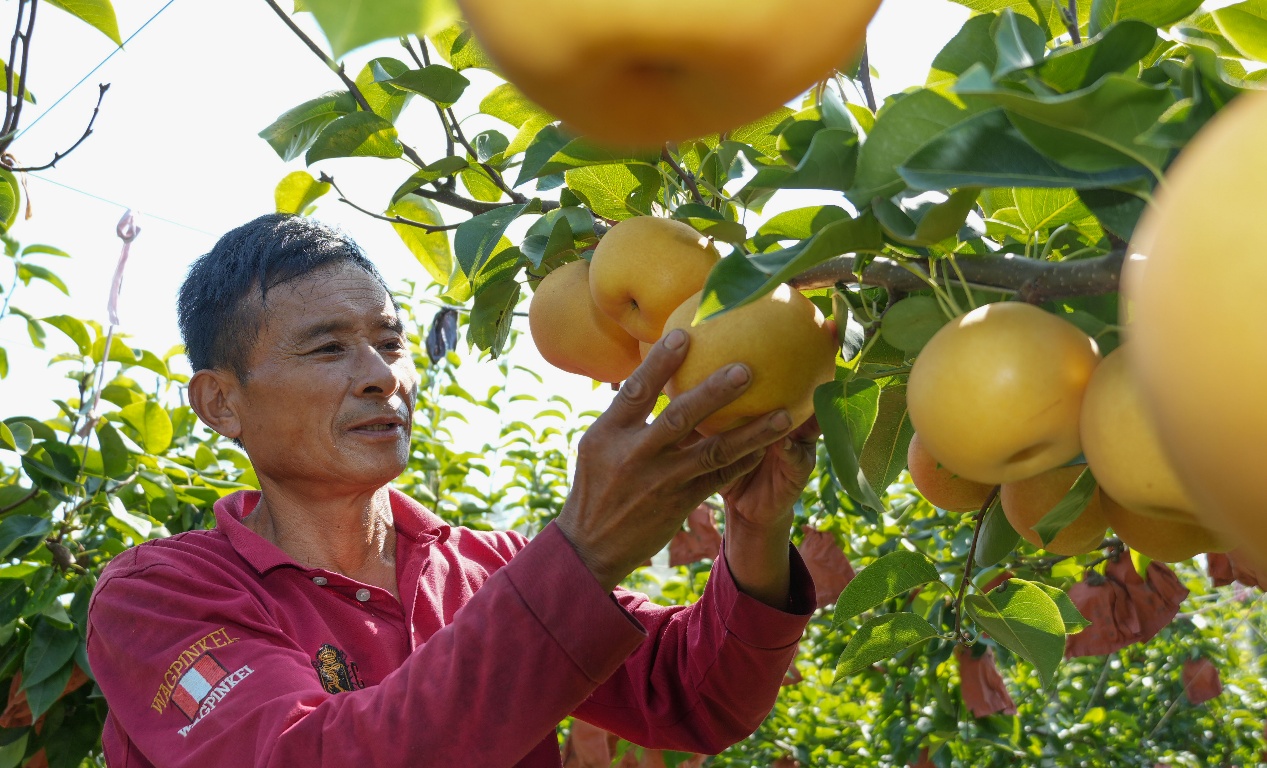9月9日，山東省鄒平市臺子鎮(zhèn)沿黃十公里水果長廊的惠鳴農(nóng)場，農(nóng)民在采摘秋月梨。