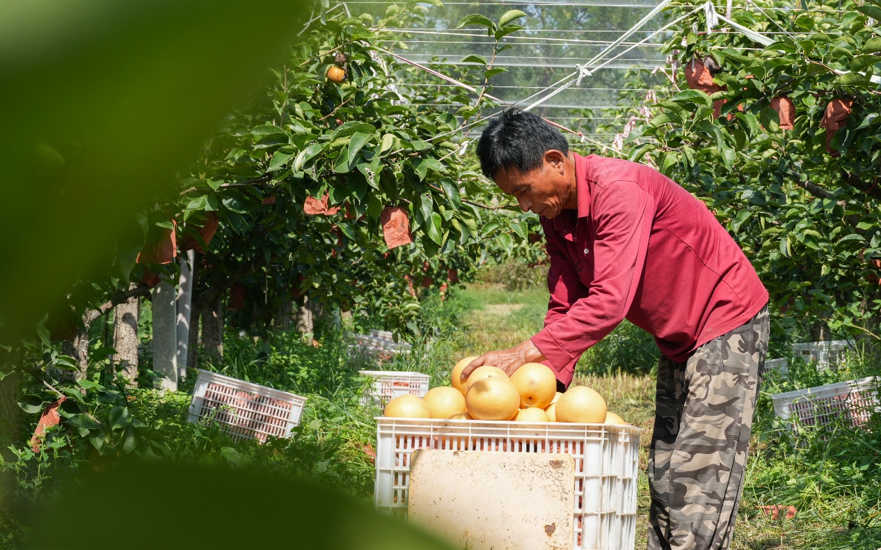 9月9日，山東省鄒平市臺子鎮(zhèn)沿黃十公里水果長廊的惠鳴農(nóng)場，農(nóng)民把采摘的秋月梨裝箱。