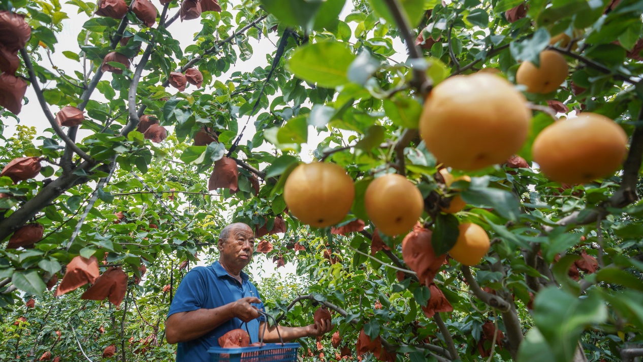 9月4日，山東省鄒平市九戶鎮(zhèn)金斗村特色農(nóng)產(chǎn)品種植基地，果農(nóng)在采摘秋月梨。
