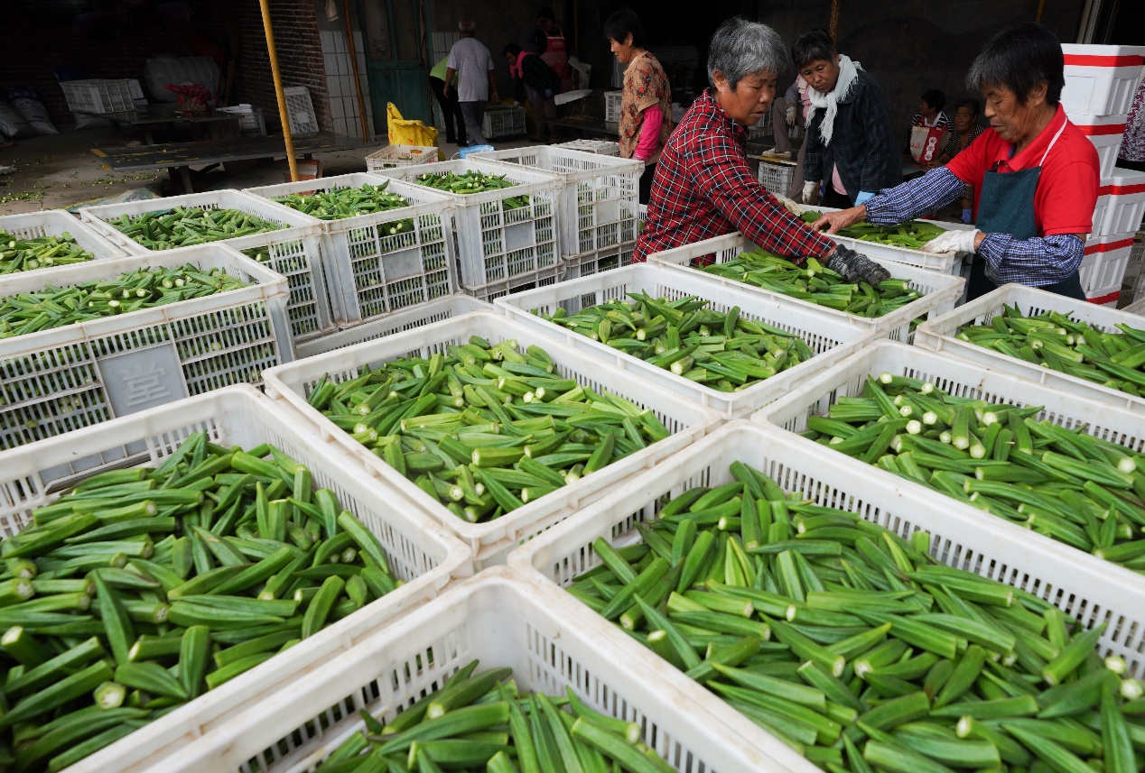 9月4日，山東省鄒平市九戶鎮(zhèn)都路平村特色農(nóng)產(chǎn)品種植基地，農(nóng)民整理采摘的秋葵。