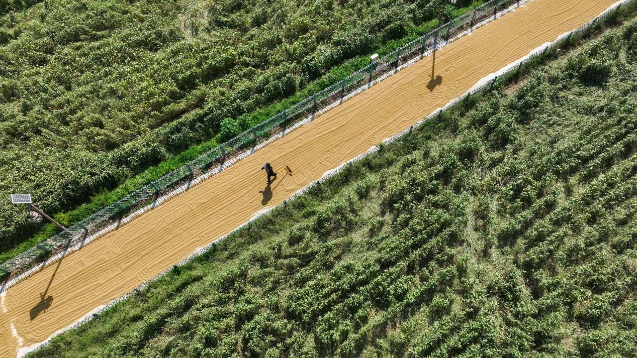 9月10日，山東省鄒平市西董街道大楊村農(nóng)民把脫粒的谷子在田野里晾曬。