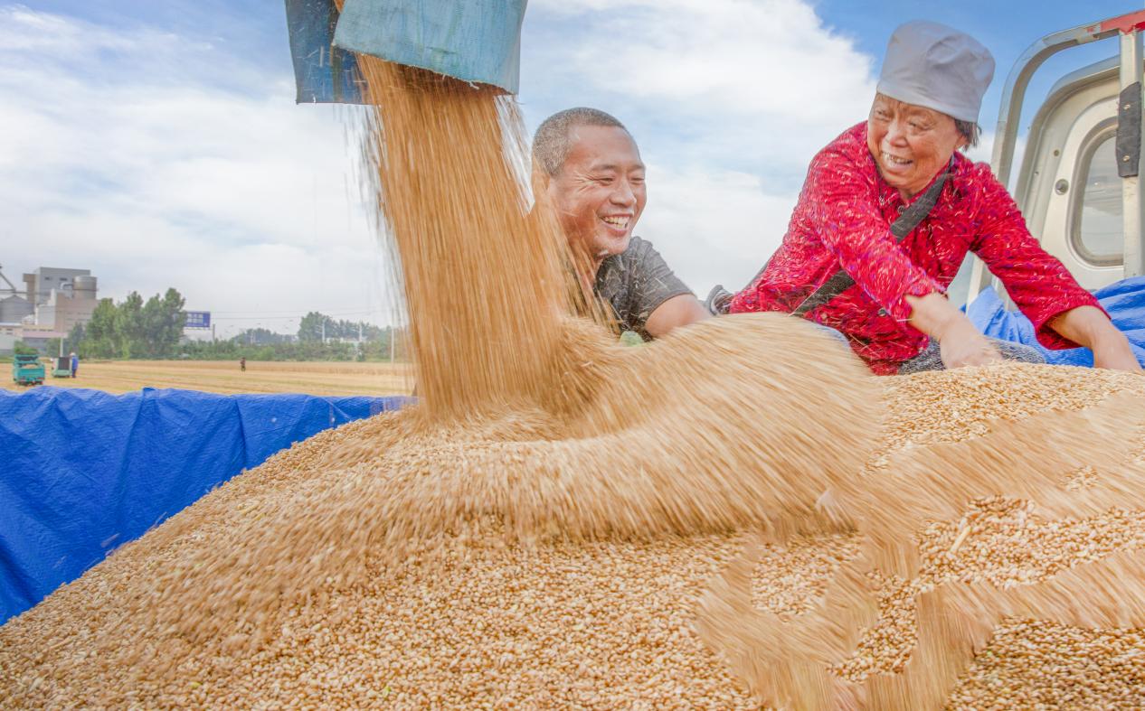 山東省招遠(yuǎn)市張華王家村麥?zhǔn)宅F(xiàn)場(chǎng)。喬光先 攝