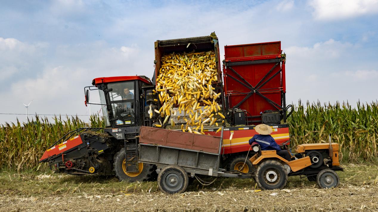 山東省招遠(yuǎn)市張星鎮(zhèn)付家村玉米收獲現(xiàn)場(chǎng)。喬光先 攝