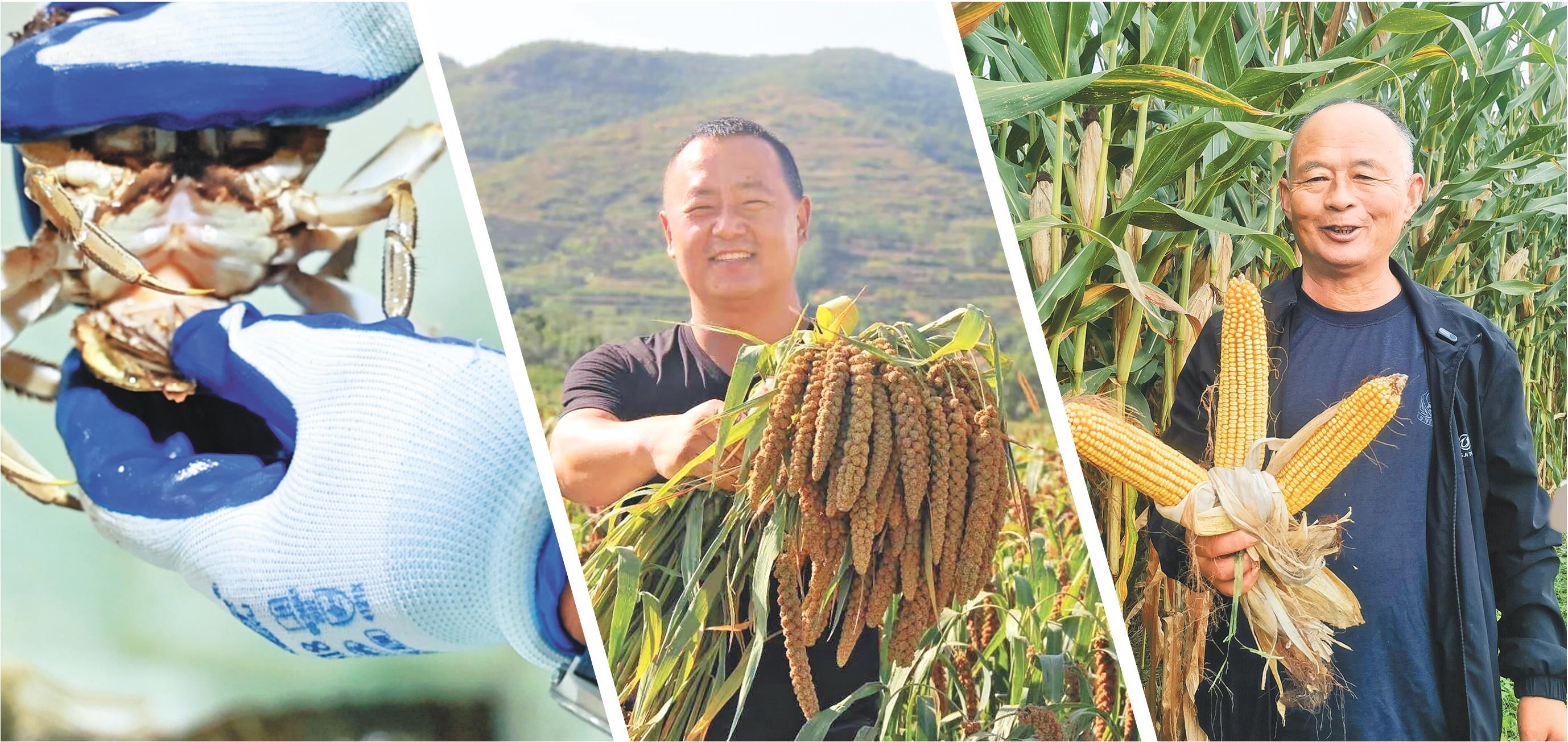 圖①：驗蟹師正在分揀大閘蟹。 圖②：“煎餅書記”曾永對著鏡頭推介小米。 圖③：“糧王”老張展示自家玉米。