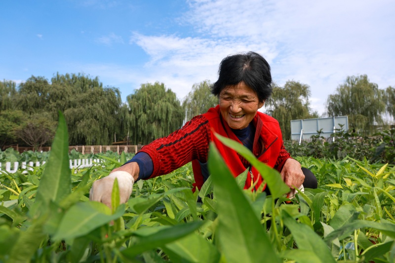 在山東省聊城市茌平區(qū)杜郎口鎮(zhèn)佳鄉(xiāng)田園生態(tài)農(nóng)業(yè)綜合體的農(nóng)場里，農(nóng)民在管護(hù)空心菜。
