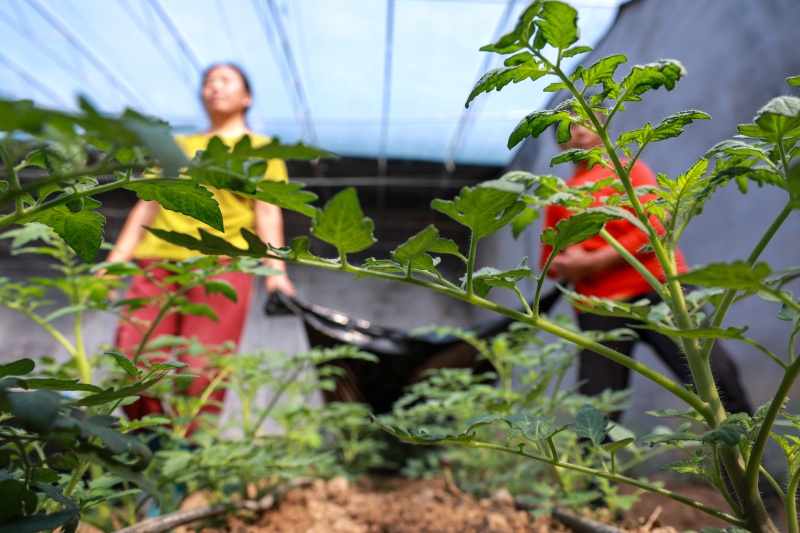 在山東省聊城市茌平區(qū)杜郎口鎮(zhèn)佳鄉(xiāng)田園生態(tài)農(nóng)業(yè)綜合體的農(nóng)場里，農(nóng)民在管護(hù)西紅柿秧苗。