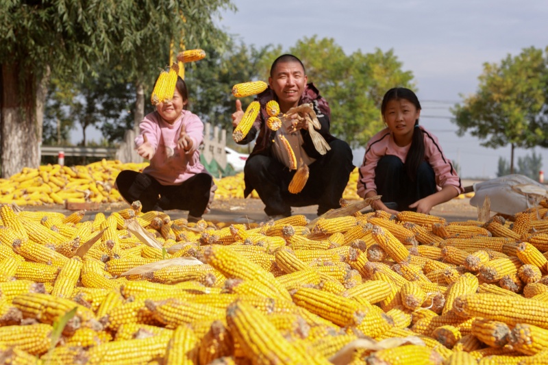 在山東省聊城市茌平區(qū)杜郎口鎮(zhèn)鮑莊村，農(nóng)民在晾曬玉米。