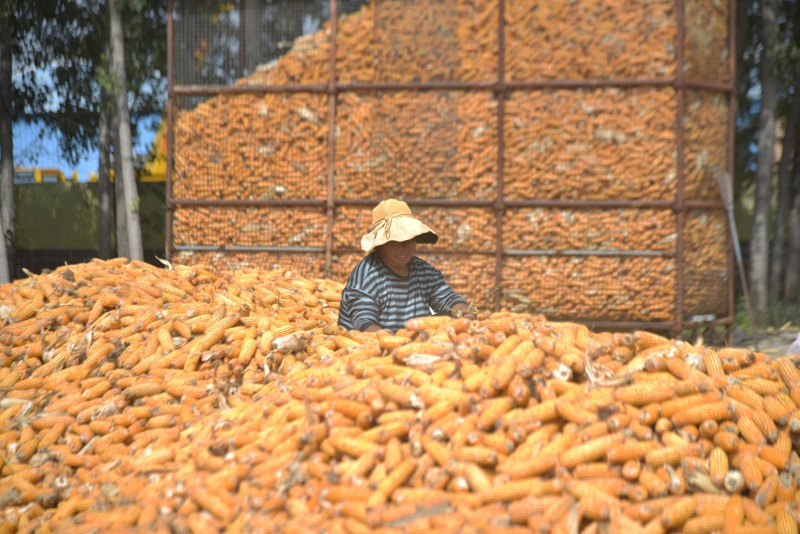 在山東省聊城市茌平區(qū)賈寨鎮(zhèn)大梁莊村，農(nóng)民在整理玉米。