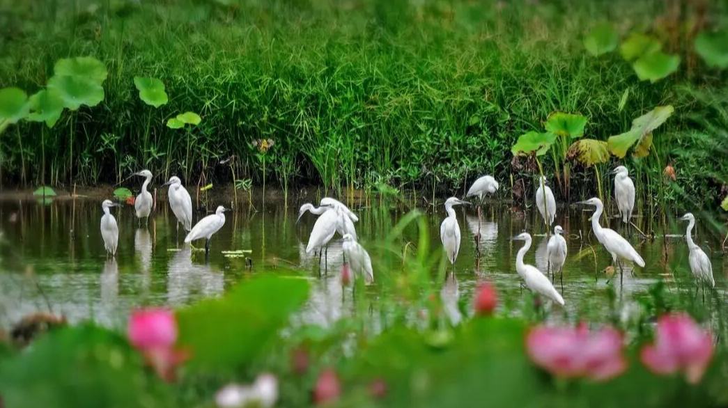 “慢”觀山海后，“岱青海藍(lán)”之約也在美麗山東的日常里