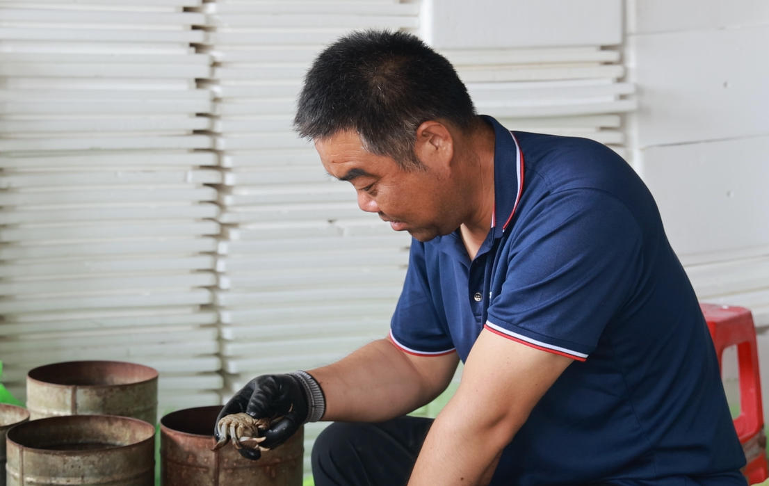 工作人員根據螃蟹的等級進行分揀、包裝。微山縣委宣傳部供圖。