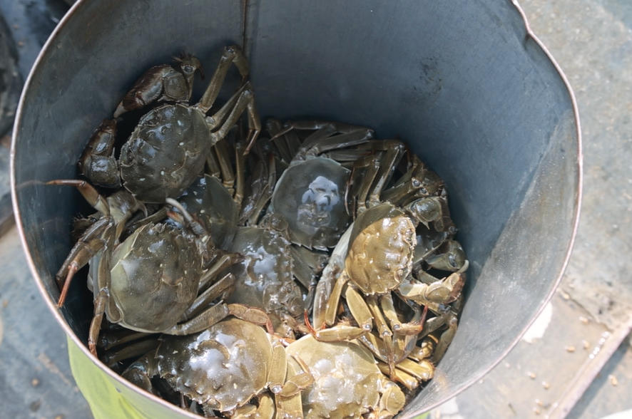 剛剛捕撈上岸的新鮮螃蟹。微山縣委宣傳部供圖