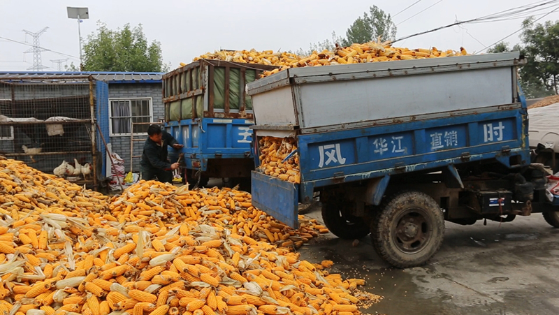 村民到達收儲點，正在卸玉米。曹金磊攝