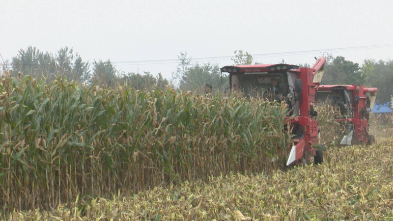 陳六村收割現(xiàn)場。單縣縣委宣傳部供圖