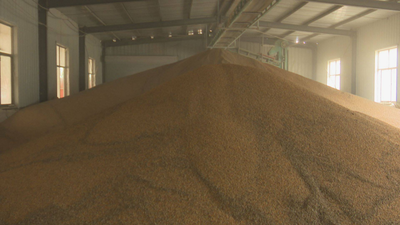 收糧站烘干點(diǎn)糧食堆積如山。單縣縣委宣傳部供圖
