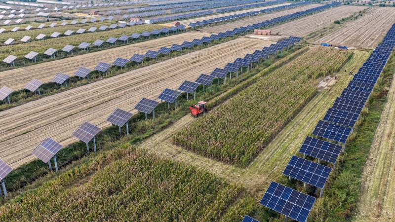 山東樂陵：農(nóng)光互補(bǔ) 鹽堿地“生金”