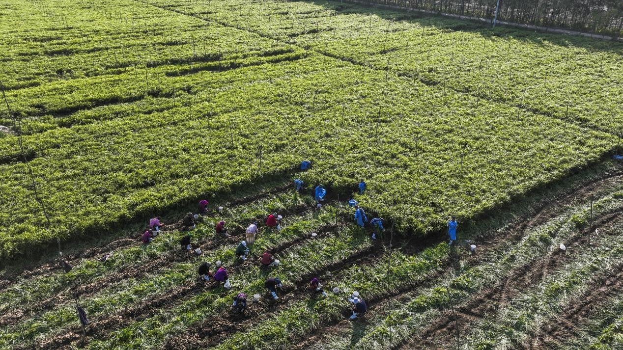 山東鄒平： 一片姜一幅鄉(xiāng)村振興美麗圖景