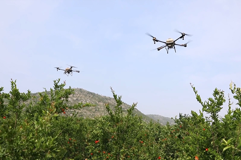 無人機(jī)給石榴樹打藥。王耀攝