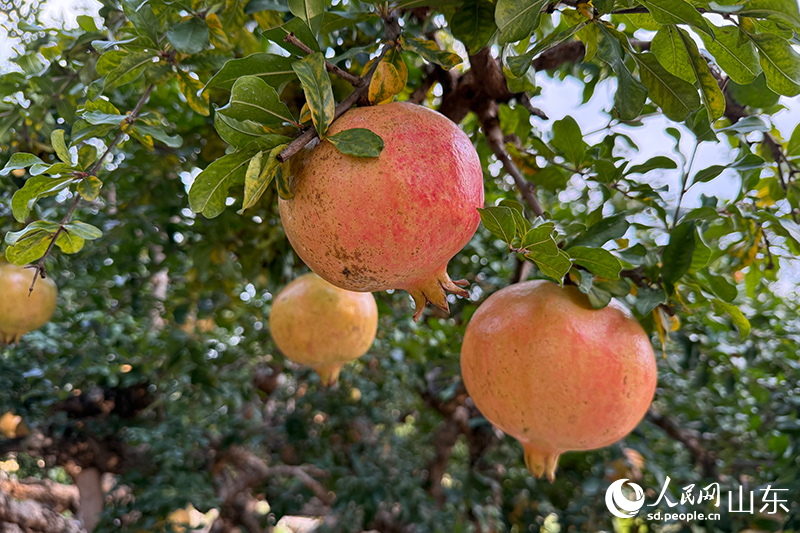 “托管”的石榴結(jié)出的果子，果大質(zhì)優(yōu)。人民網(wǎng)記者 劉祺攝