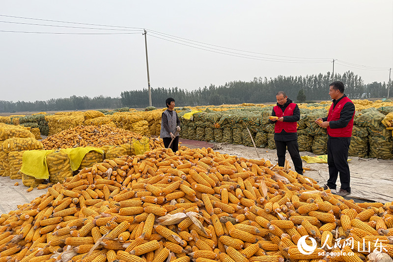 杜立芝團(tuán)隊(duì)成員了解玉米收儲(chǔ)情況，并宣講注意事項(xiàng)。人民網(wǎng)記者 劉祺攝