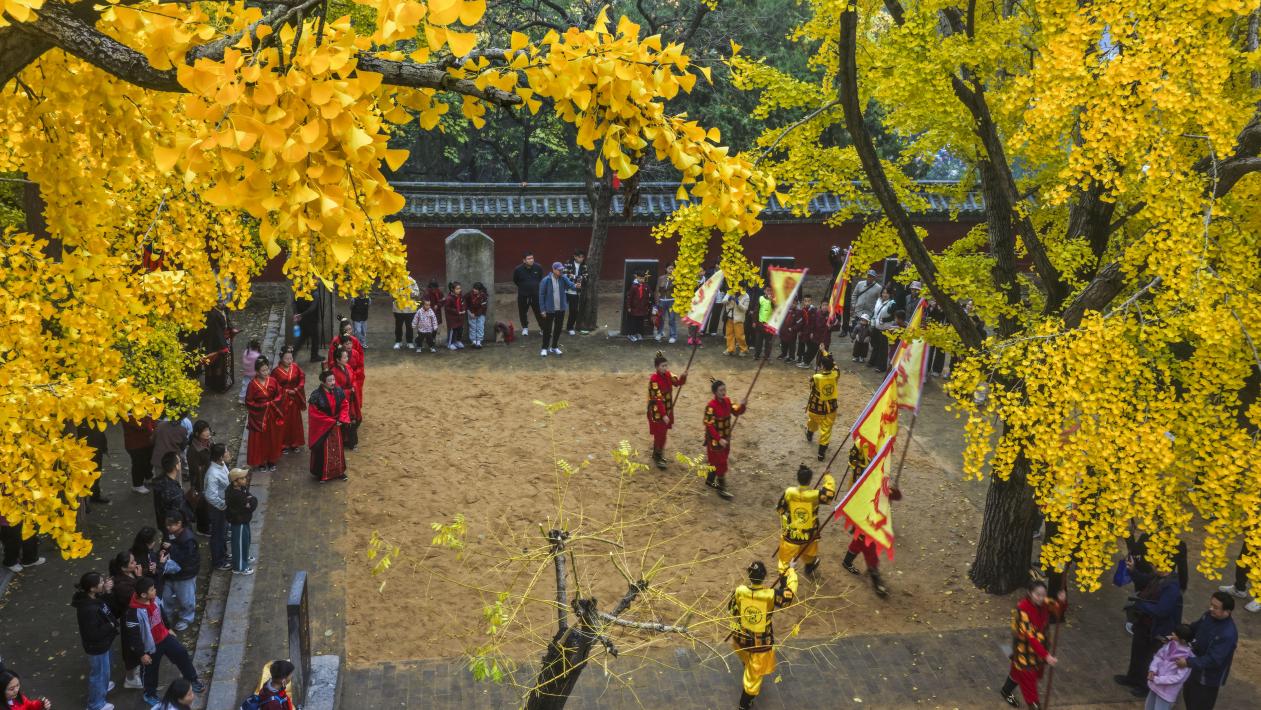 千年銀杏樹進(jìn)入最壯美的時刻。單英 攝