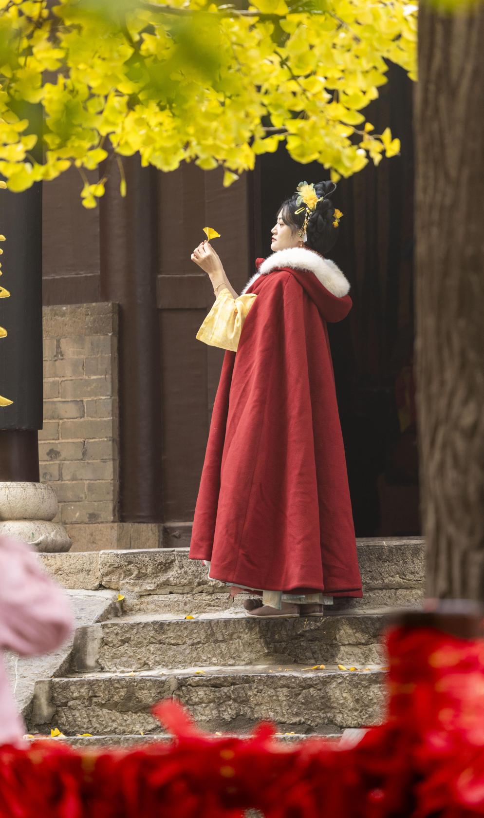 浮來山的銀杏樹迎來高光時刻，游人紛紛打卡留念。單英 攝