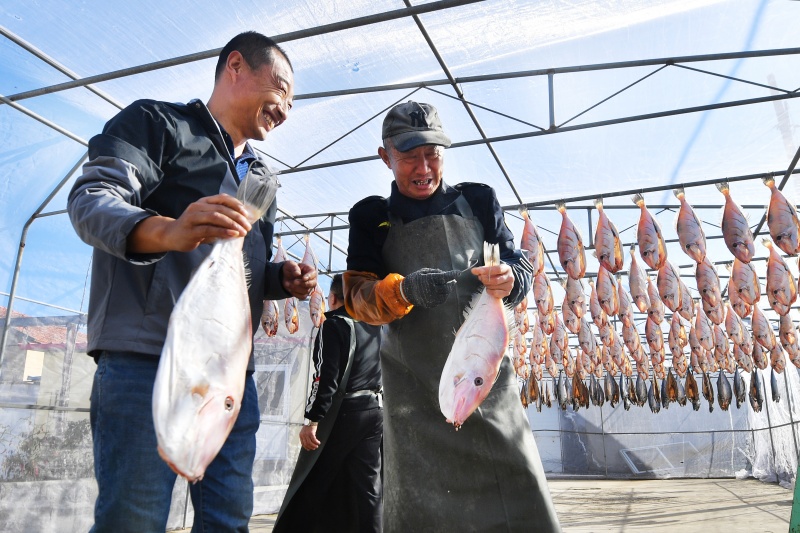 兩名漁民準(zhǔn)備晾曬新腌制的面包魚。