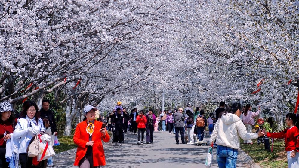 仿佛踏入夢(mèng)幻世界的櫻花節(jié)