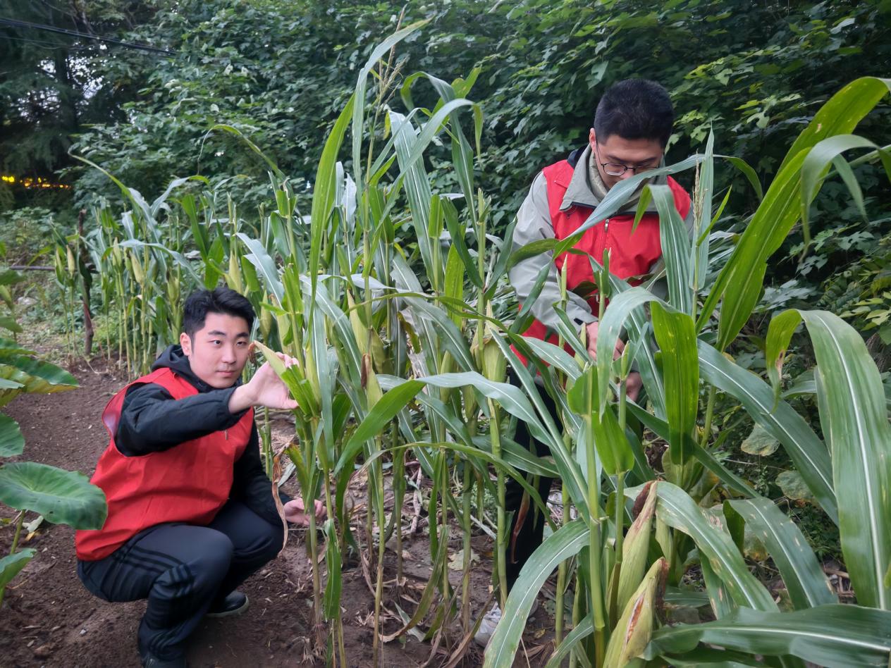 圖為臨淄煙草的志愿者幫助農(nóng)戶采收玉米