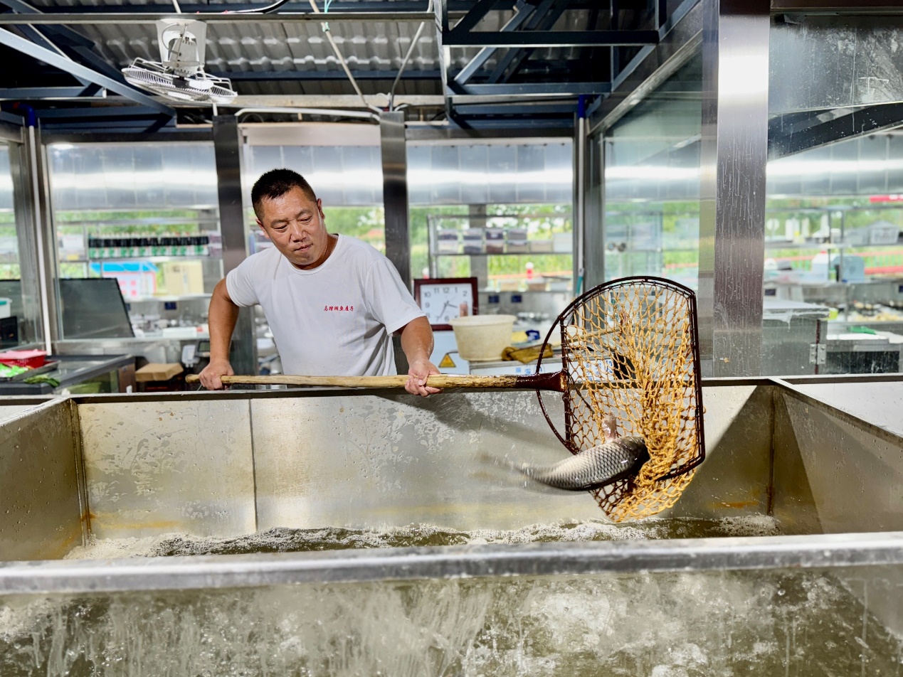 餐館工作人員為顧客挑選活魚