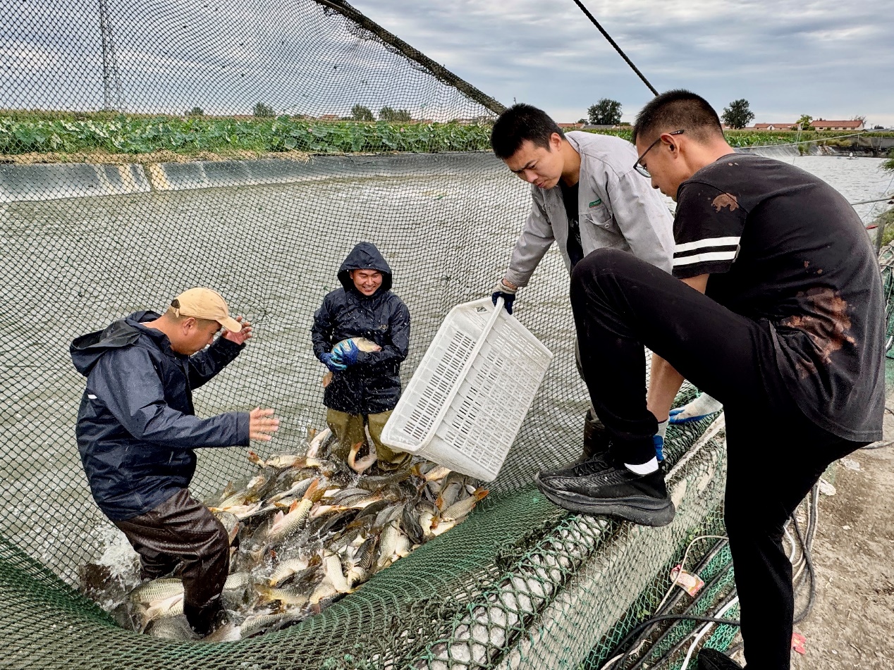湖區(qū)漁民正在捕撈活魚