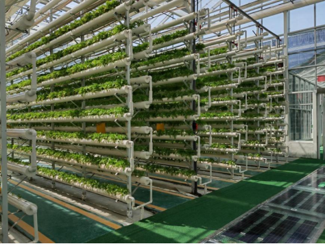 在山東省蘭陵縣智慧農(nóng)業(yè)產(chǎn)業(yè)園的農(nóng)業(yè)科技館園區(qū)，過道上鋪設(shè)著整齊的光伏板