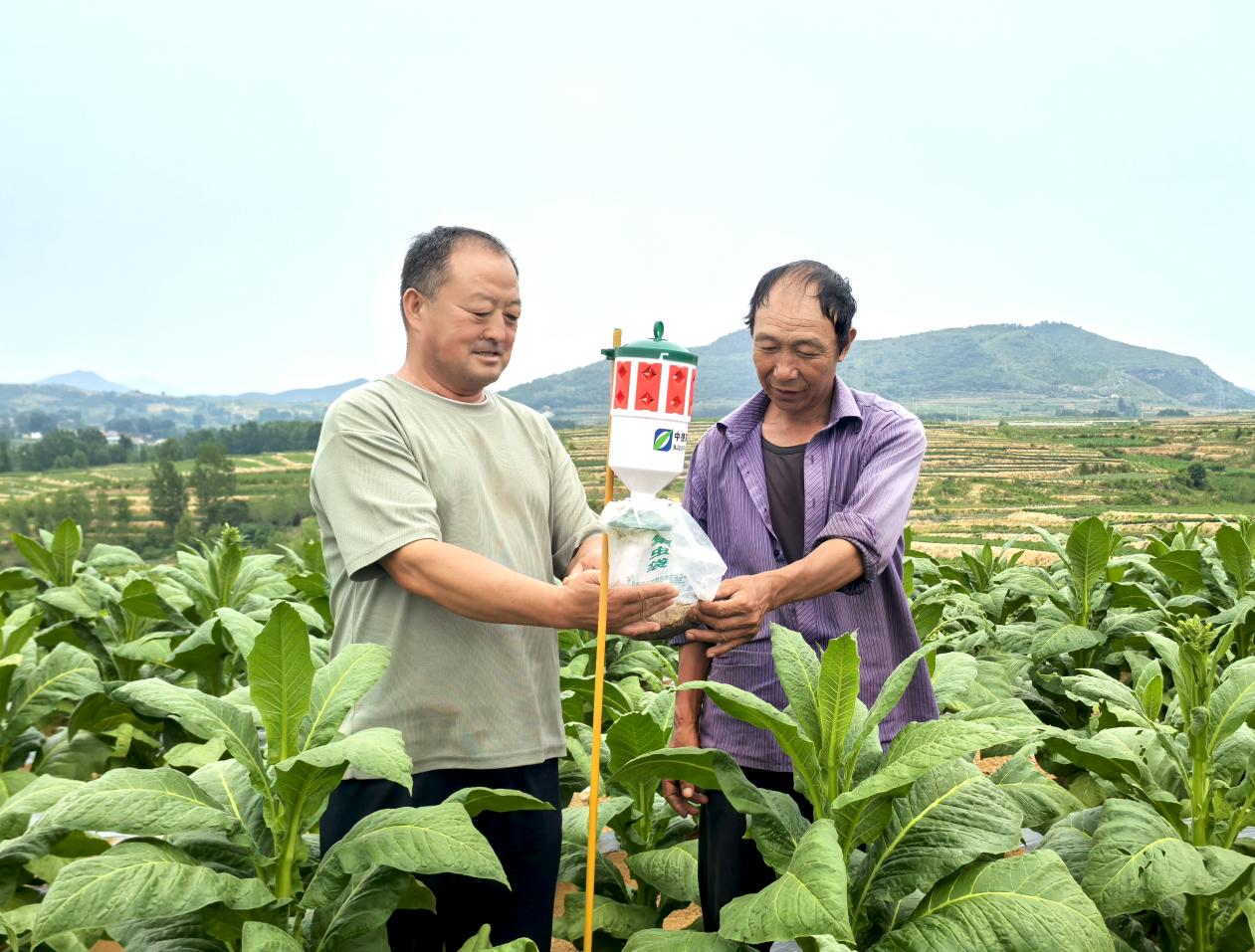 圖為技術(shù)員指導(dǎo)煙農(nóng)誘捕器使用方法