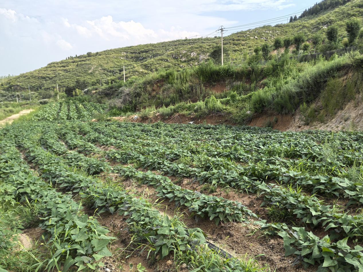 圖為煙區(qū)產(chǎn)業(yè)綜合體開展煙薯輪作農(nóng)田現(xiàn)場(chǎng)