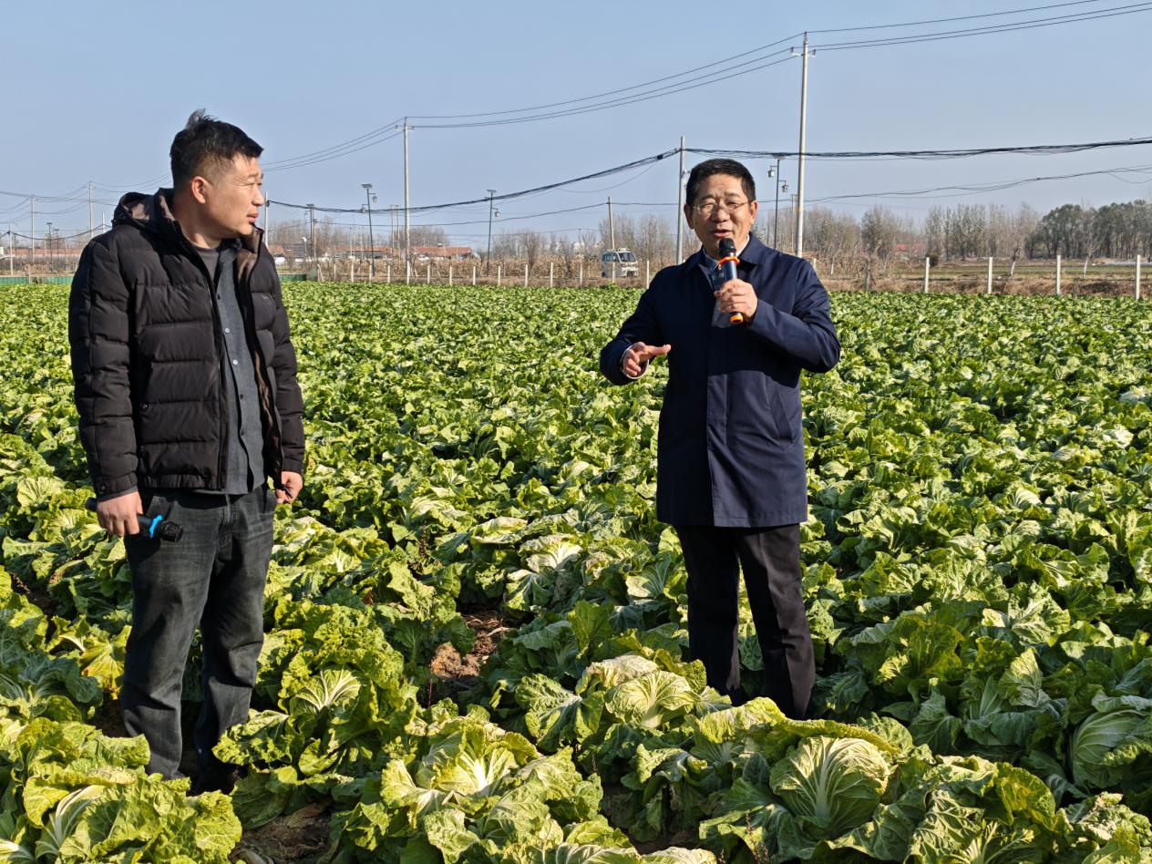 張魯剛(右)現(xiàn)場講解“北橙1號”品種特性和種植優(yōu)勢