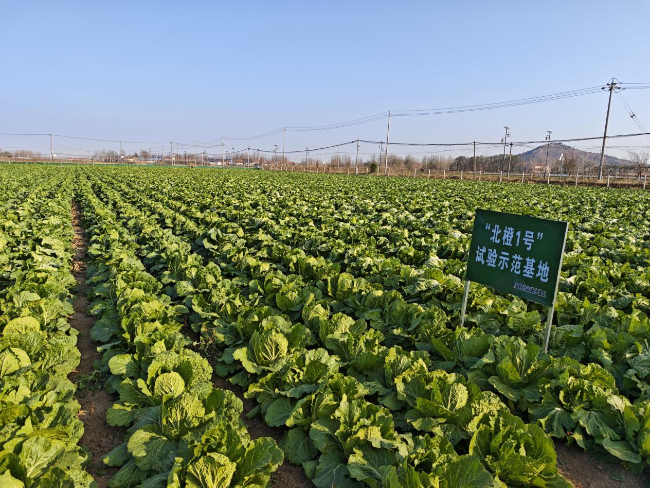 “北橙1號”試驗(yàn)示范基地