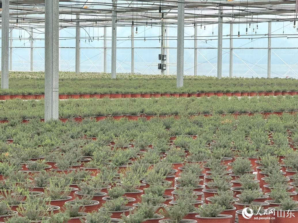 北美冬青盆栽。 李子悅 攝