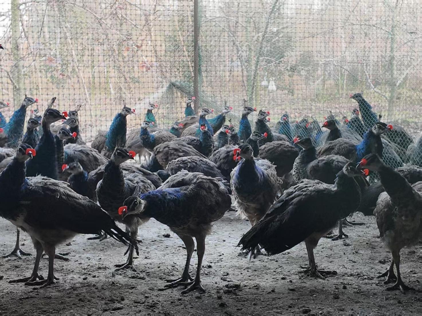 微信圖片_20251118171420_790_5