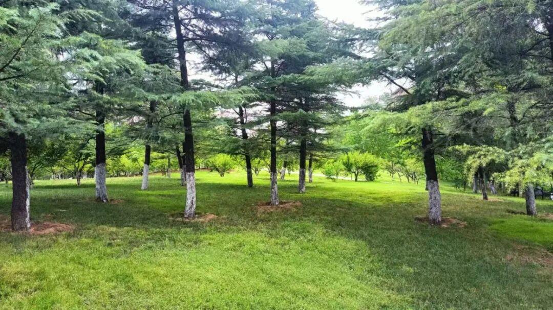 歷城區(qū)華山島西側(cè) 1 號共享綠地