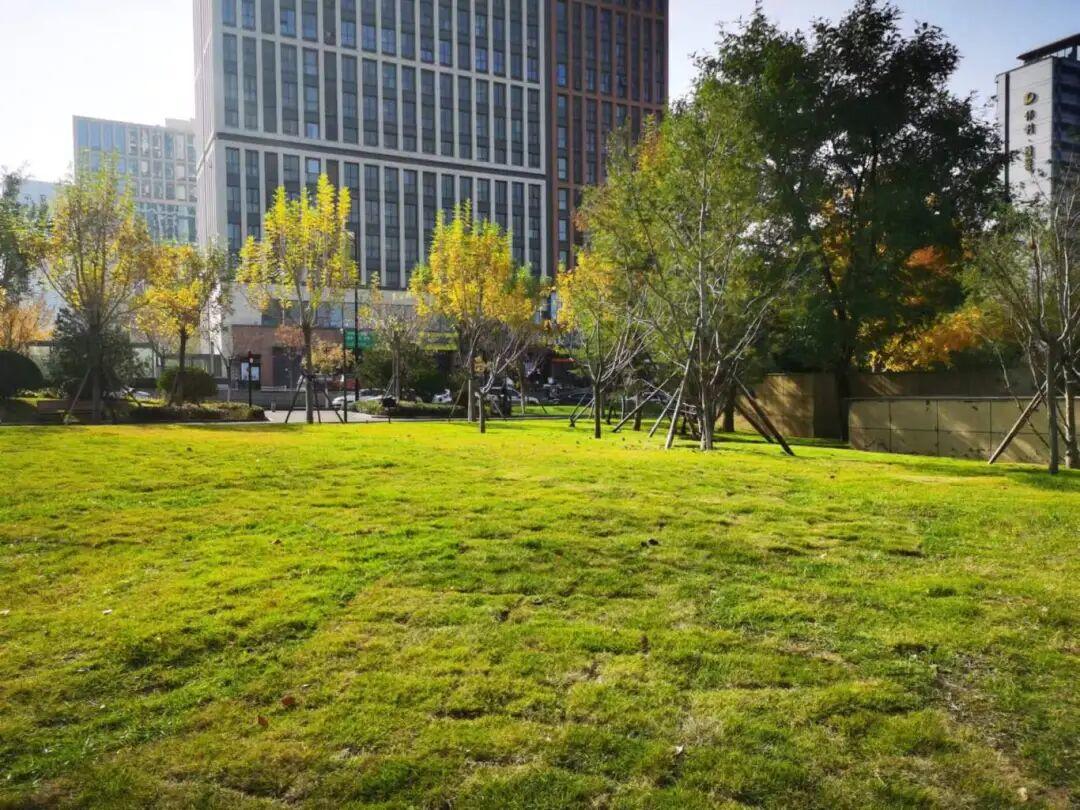 高新區(qū)正豐路公園樹陣廣場南側(cè)草坪